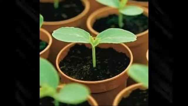 посев семян энотеры на рассаду, Evening Primrose Seed Sowing Seedlings,