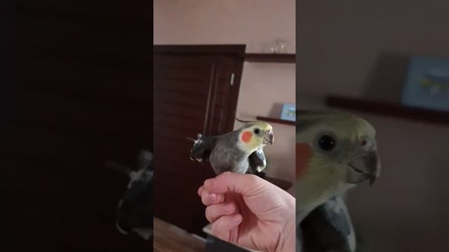 УТРЕННЯЯ РАЗМИНКА ГОЛОСА ?? #корелла #cockatiel смотреть онлайн