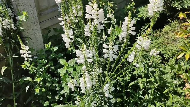 Садовый Белоснежный Ландыш! 💮 Lily of the valley! смотреть онлайн