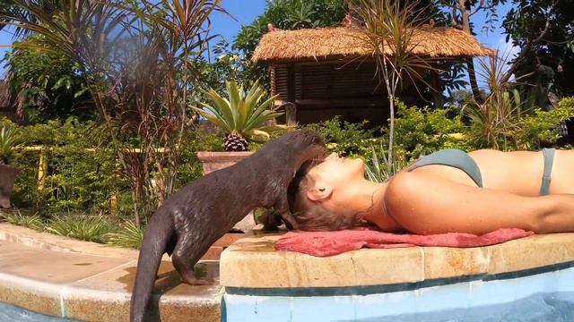 Otter Caught Himself a Beetle. Will He Eat It? ? смотреть онлайн