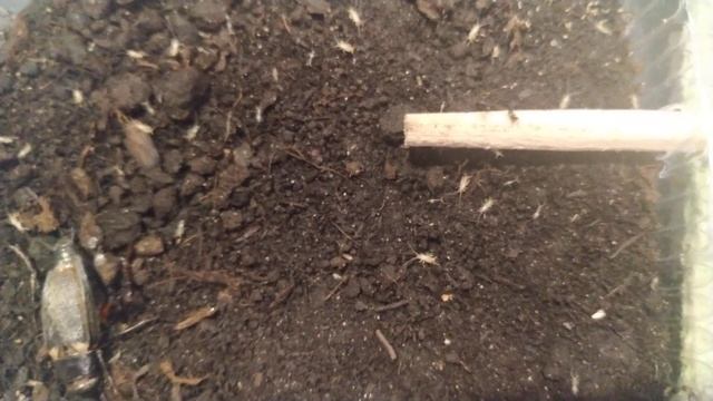 Двупятнистые сверчки пыль молодняк рождение земля смотреть онлайн