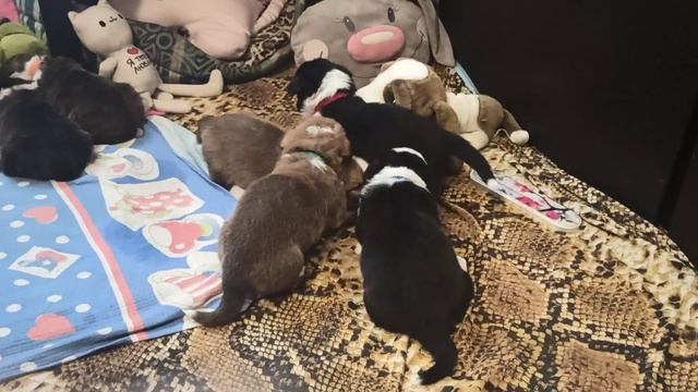 Учимся играть 2. Зумба, Блюз, Самба и Регги. @user-br8zb3wp7l смотреть онлайн