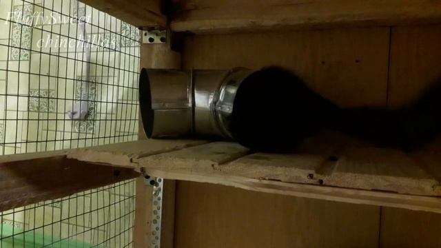 13 ЛАЙФХАКОВ + DIY для ШИНШИЛЛ!(и других грызунов) смотреть онлайн