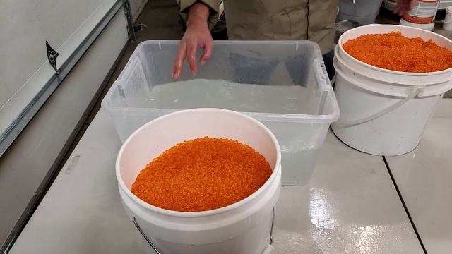 ИКРА КЕТЫ. ЗАСОЛКА смотреть онлайн