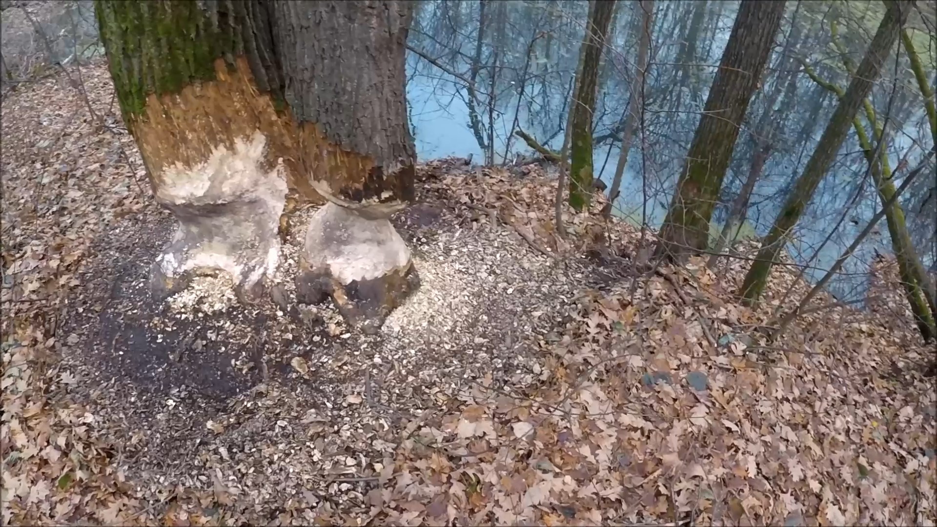 Охота на бобра. смотреть онлайн