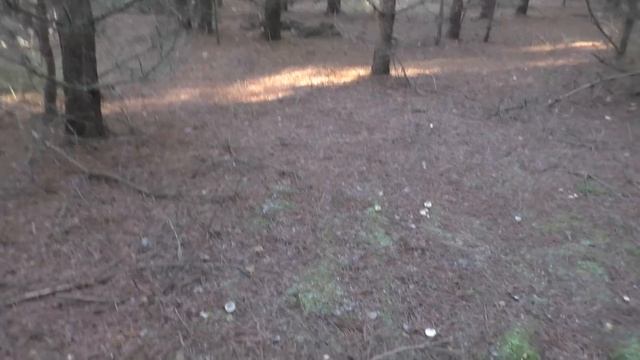 ГРУСТНО. УШЁЛ ОДИН В ЛЕС! Собираю грибы в мороз! смотреть онлайн