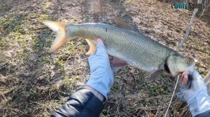 Ловля ЖЕРЕХА. Малая река весной. Рыбалка с #OnlySpin