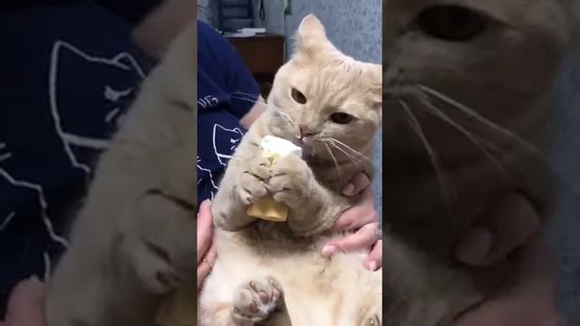 кот ест мороженое смотреть онлайн