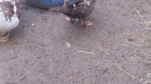 Мускусные утки, куры. ПОДСТИЛКА. СЕНО или ОПИЛКИ?Что выбрать на зиму?Musk ducks, chickens.  Litter.