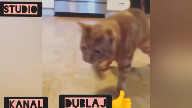 Alkash mushuk смотреть онлайн