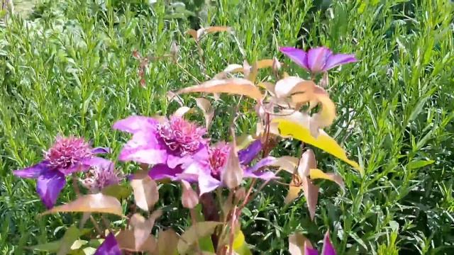 Как гасить известь. Как быстро подвязать фасоль. АМЕРИКАНСКИЙ ГОРОХ !!! смотреть онлайн