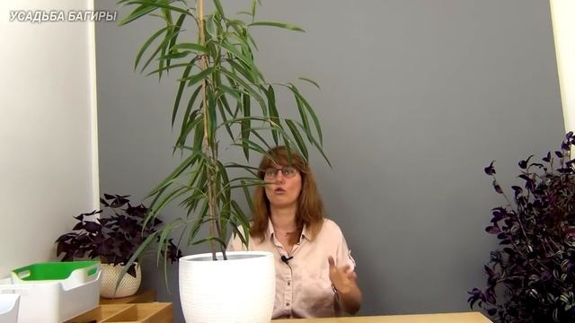 Формирование фикуса Али (ч.1).