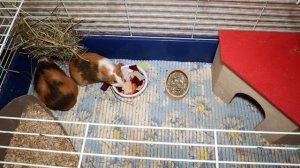 Как обустроить клетку морским свинкам? Обустройство клетки для морской свинки