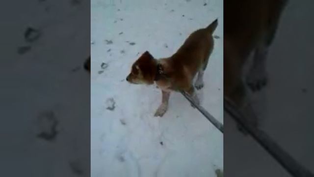 Мой пёс алабай Монгол 3 месяца смотреть онлайн