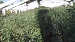 Тихое Место//Заброшенный колхоз.