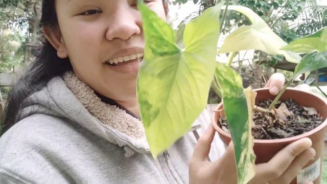 Syngonium Collection + Care Tips | Plantastic Corner