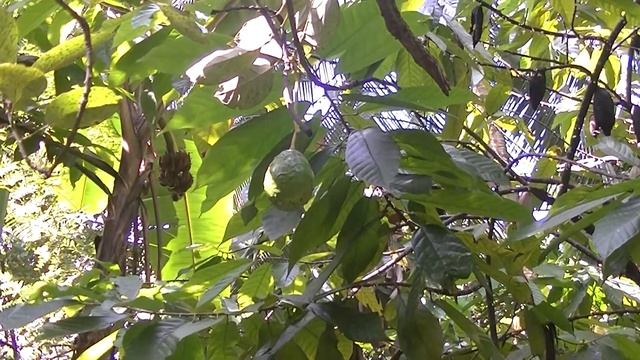 Сад специй в Шри Ланка. Нужно ли туда ездить или это развод? смотреть онлайн