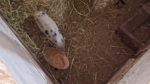 сдружились или нет? смотреть онлайн