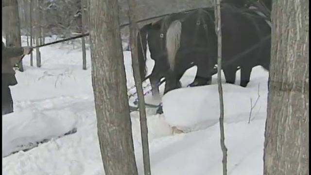 Horse Logger Rick Hinman смотреть онлайн