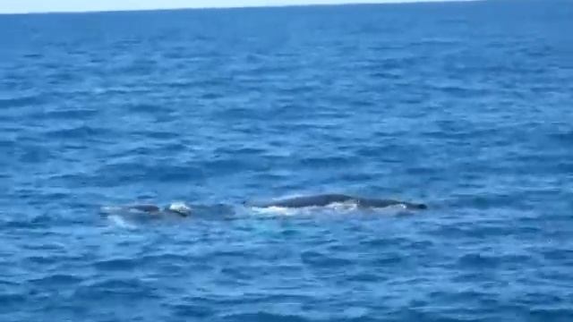 Доминикана. Samana.  Горбатые киты. Humpbuck Whales