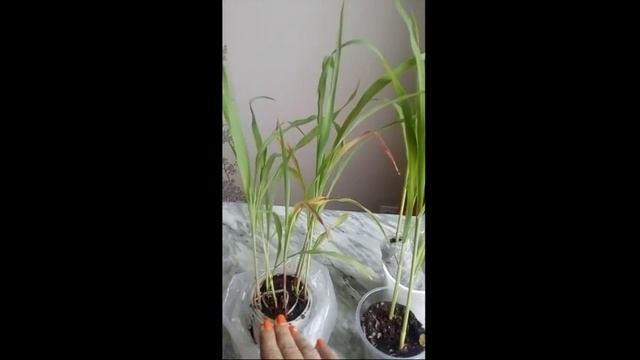 Кукуруза на рассаду. Выращивание кукурузы рассадой. Часть 2 смотреть онлайн