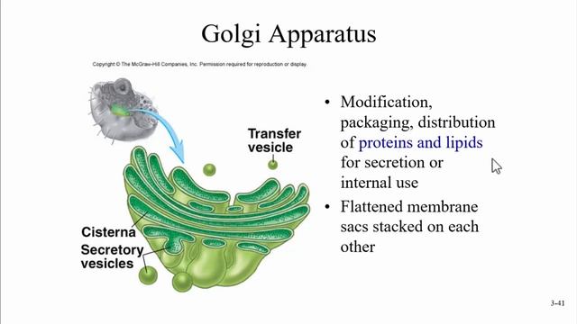 Cell Structure and Function Part 3 смотреть онлайн