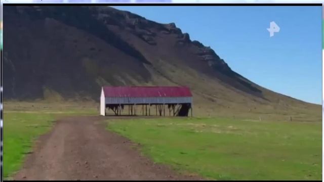 Собака блюет от рыбы смотреть онлайн