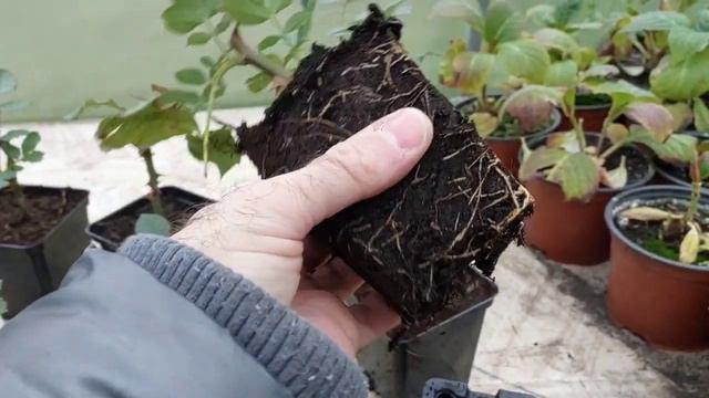 Укорінення троянд. Повноцінний кущ за декілька місяців. Зможе кожен. смотреть онлайн