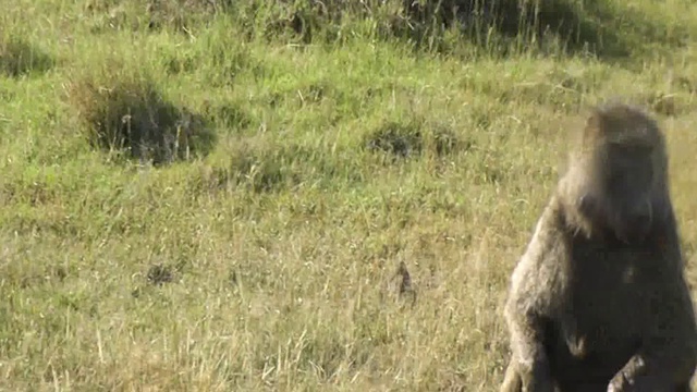 Сынок, щенок, ты на кого письку ***, а?!