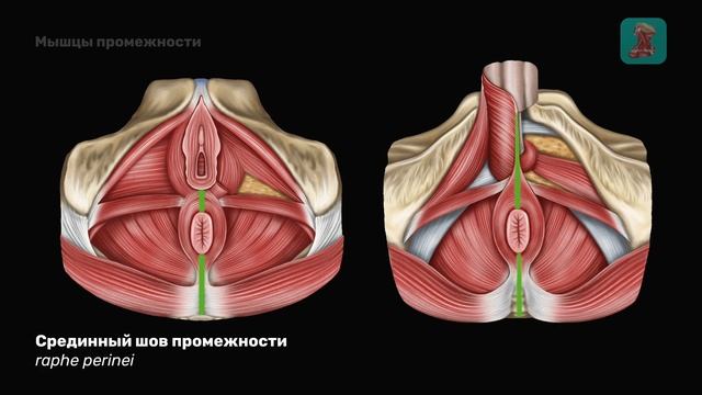Мышцы промежности | Диафрагма таза смотреть онлайн