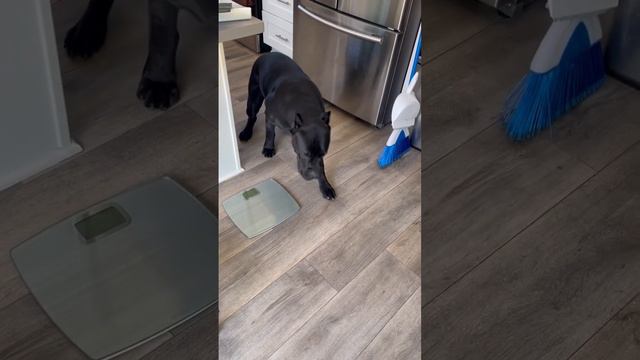 What we feed our Cane Corso 🐶 смотреть онлайн