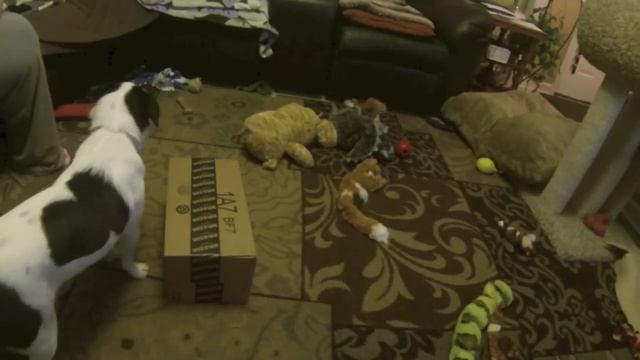 101 Things to do With a Box: novice dog смотреть онлайн