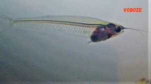 Стеклянный сомик в аквариуме. Содержание, размножение, чем кормить, совместимость, уход.