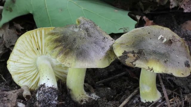 Václav Hálek - Čirůvka olivově hnědá (Tricholoma subsejunctum) смотреть онлайн