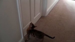 🐈Бенгальская кошка все о породе| Порода кошки бенгальская кошка | Порода котов и кошек 2023🐈