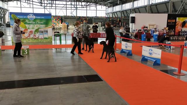 Дратхаар дебют и ЛПП смотреть онлайн