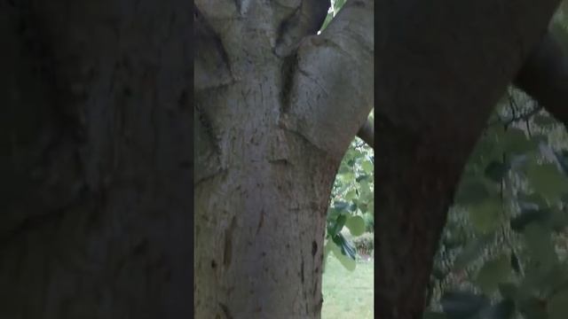 10 years old TILIA CORDATA - KISLEVELŰ HÁRS смотреть онлайн