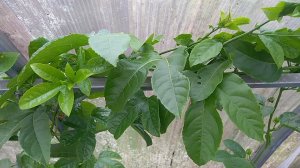 Маракуйя выращивание и уход, размножение. Маракуйя первое плодоношение, мой опыт.