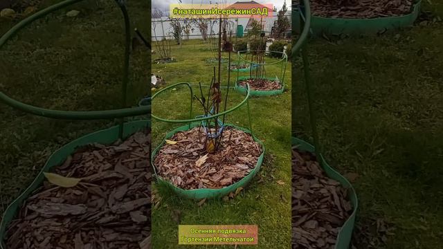 Осенняя подвязка Гортензии Метельчатой #наташинИсерёжинСАД смотреть онлайн