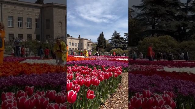Парад тюльпанов 2023 в Крыму #отдыхнаморе #travel #югвокруг #крым2023 #парадтюльпанов смотреть онлайн