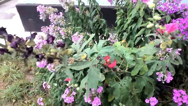 Жители города выращивают цветы! Residents of the city grow flowers! смотреть онлайн