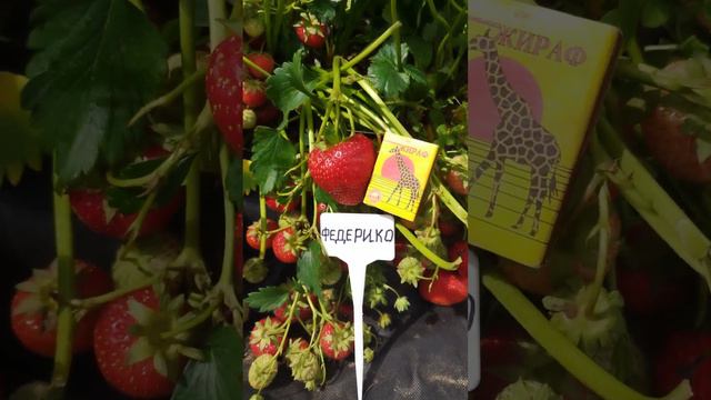 🍓ПОЗДНЯЯ клубника сорт ФЕДЕРИКО 🍓СОРТ- ГИГАНТ до 60 грамм! саженцы в Витебске смотреть онлайн