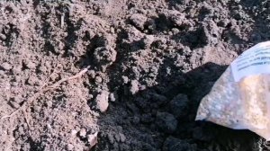 Пересадка клематиса весной.