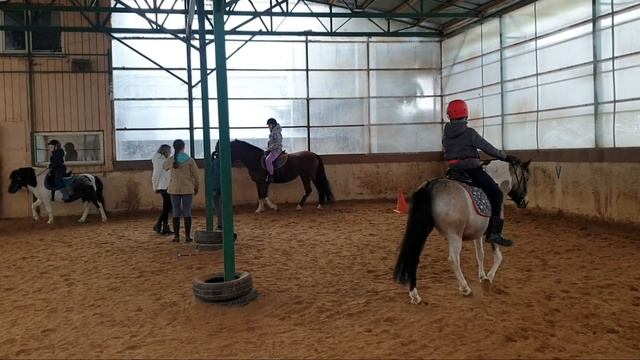 Верховая езда. Красивые лошади на конюшне.Конный спорт. смотреть онлайн