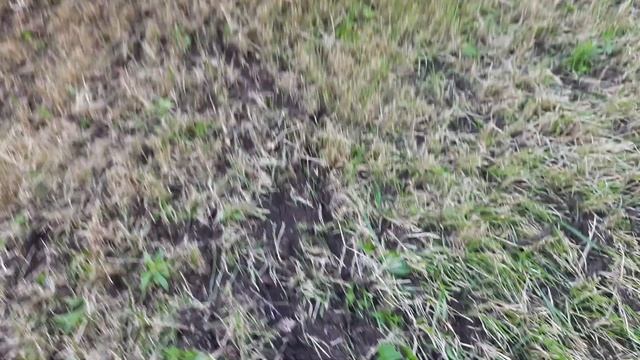 Реанимация газона.  Пожелтел газон. Спасаем газон.  2022