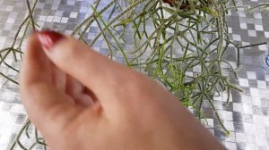 Рипсалис, размножение и уход за этим чудным суккулентом