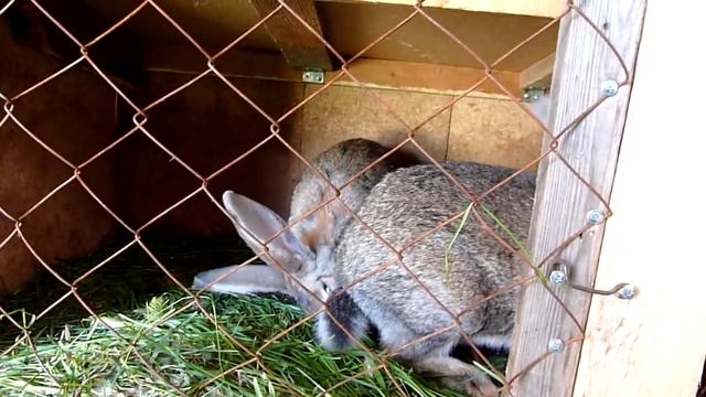 Кролики породы "Серый великан" смотреть онлайн