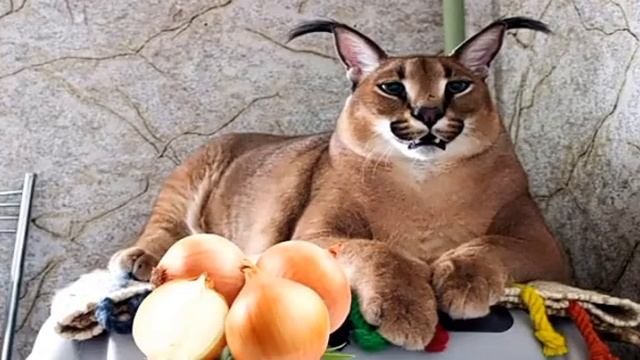 рецепт пельменей от Шлёпы смотреть онлайн