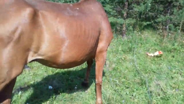 Загон для коней в лесу смотреть онлайн