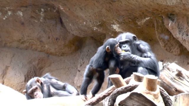 13. Teneriffa - LORO PARQUE - Schimpansen im Juni 2015. смотреть онлайн